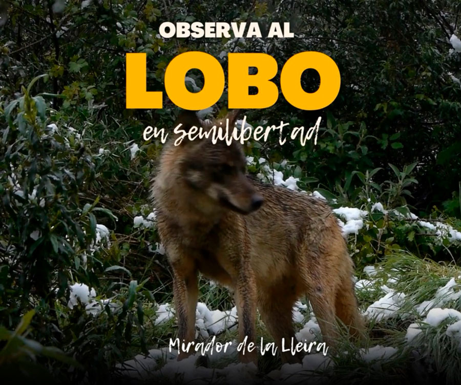 centro del lobo felix rodriguez de la fuente